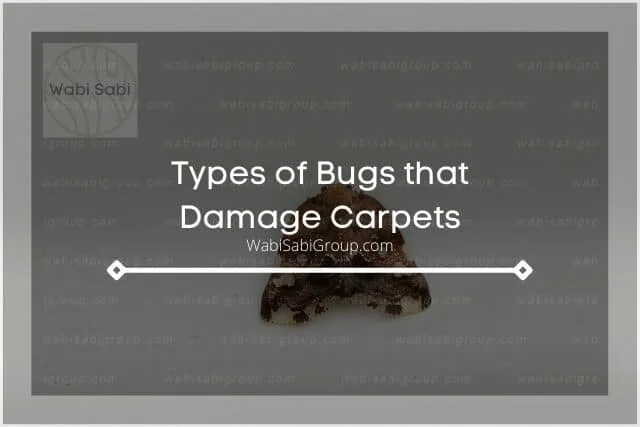 A bug in the carpet